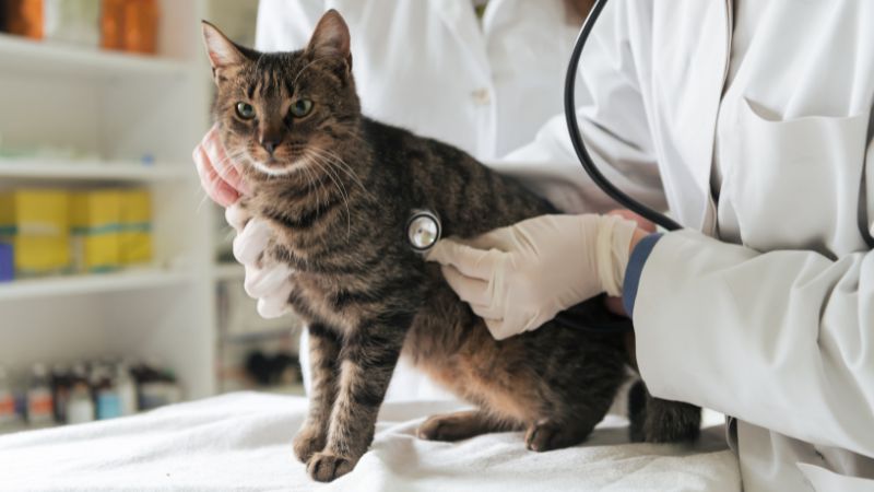 Rekomendasi 7 Klinik Kucing Terbaik di Depok dan Pentingnya Merawat Kesehatan Anabul 1 klinik hewan kucing di depok